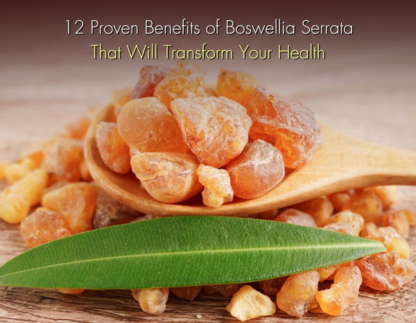 health benefits of rosemary serratia, promoting wellness and transformation.