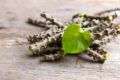 Guduchi / Giloy / Tinospora Cordifolia