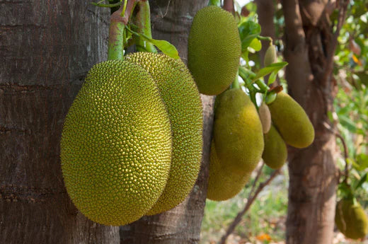 Atibrihatpahala / Jack Tree (Artocarpus Integra)
