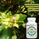 Punarnava Tablets(Boerhavia diffusa)