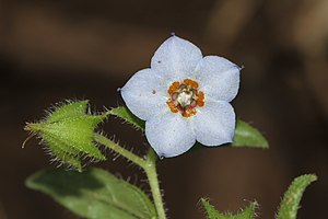 Adhapushpi (Trichodesma indicum)