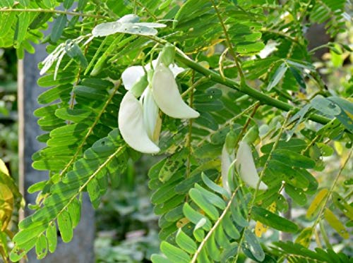 Agastya (Sesbania grandiflora)