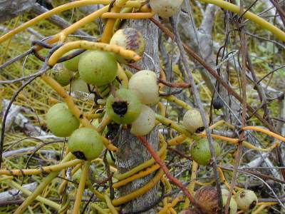 Akash Bail (Cassytha Filiformis)