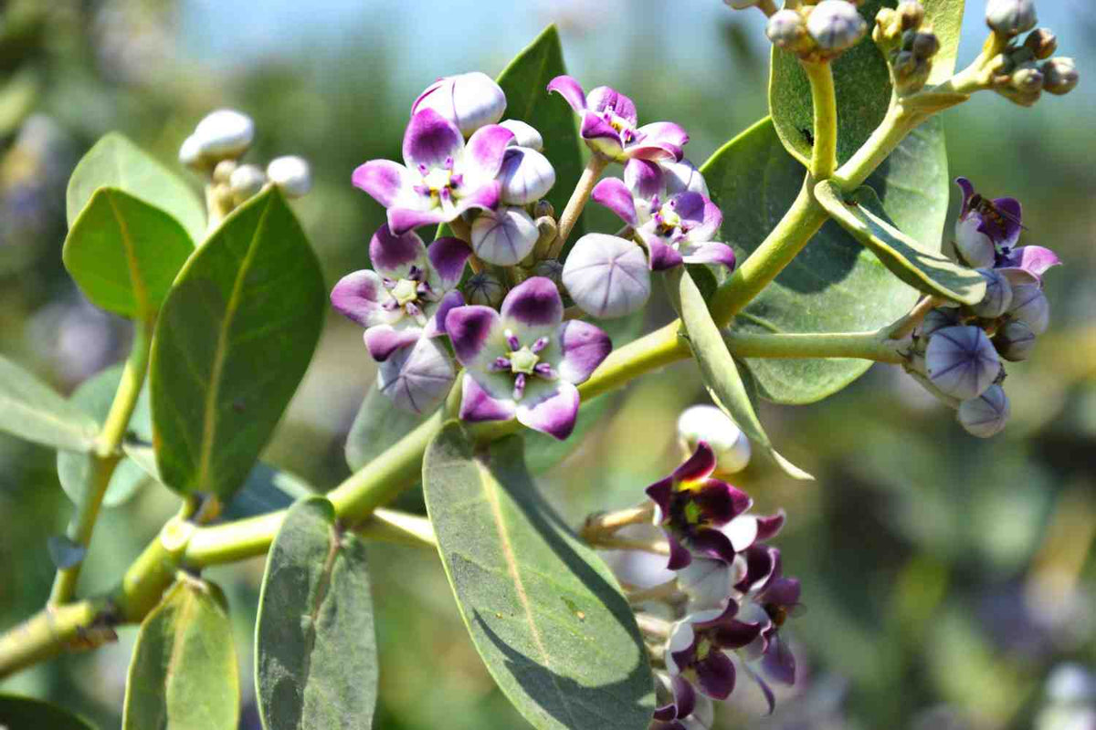 A close-up of a Aak,Madar,Calotropis Gigantea plant branch with clusters of small purple & white flowers & green leaves, set against an outdoor background.