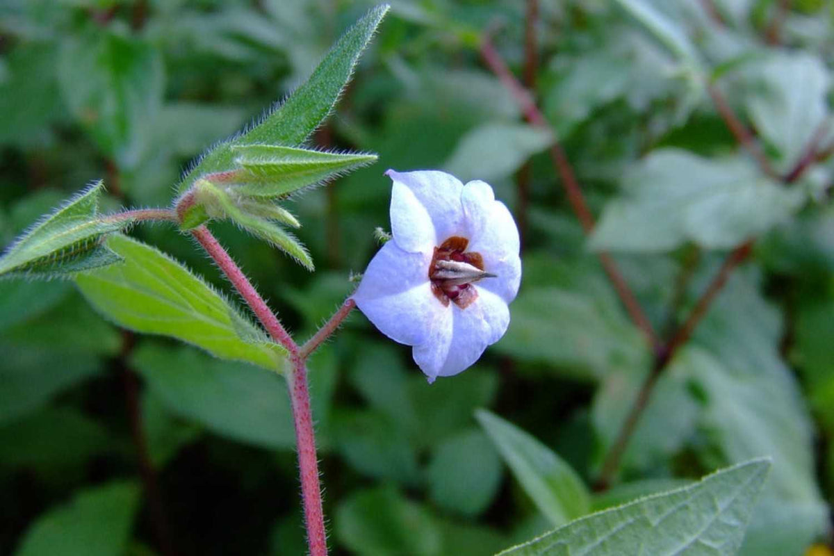 Close-up of a blooming Adhapushpi flower, also known as Indian Borage, showing pale blue petals.
