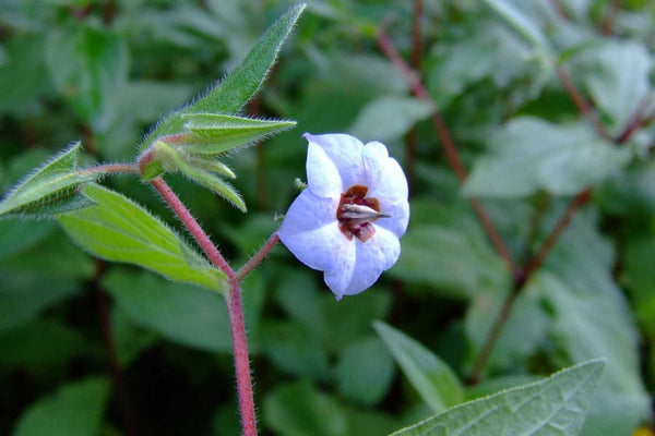 Close-up of a blooming Adhapushpi flower, also known as Indian Borage, showing pale blue petals.