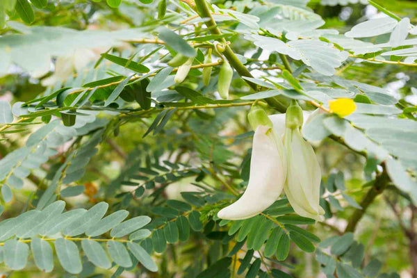 Agastya (Sesbania grandiflora) plant featuring green compound leaves and two white, curved flowers hanging gracefully from a stem.