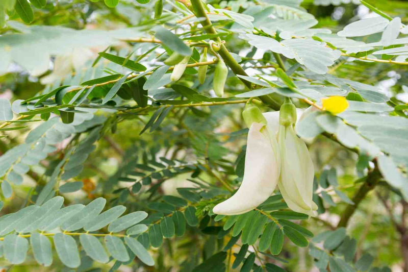 Agastya (Sesbania grandiflora) plant featuring green compound leaves and two white, curved flowers hanging gracefully from a stem.