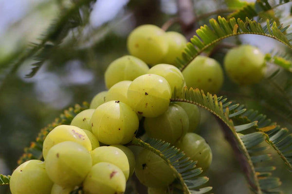 Close-up of fresh green amla (Indian gooseberry) fruits in tight clusters on the tree, framed by feathery leaves