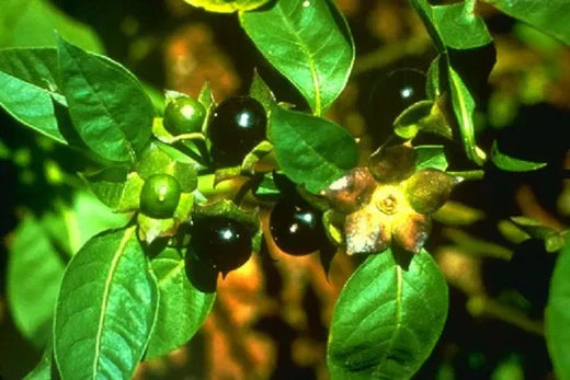 Angurshafa / Soochi (Atropa belladonna)