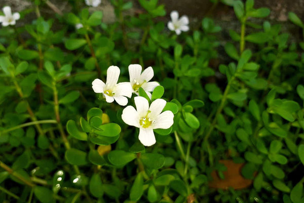 Fresh Brahmi (Bacopa monnieri) plant growing in a moist, marshy area with coin-shaped green leaves