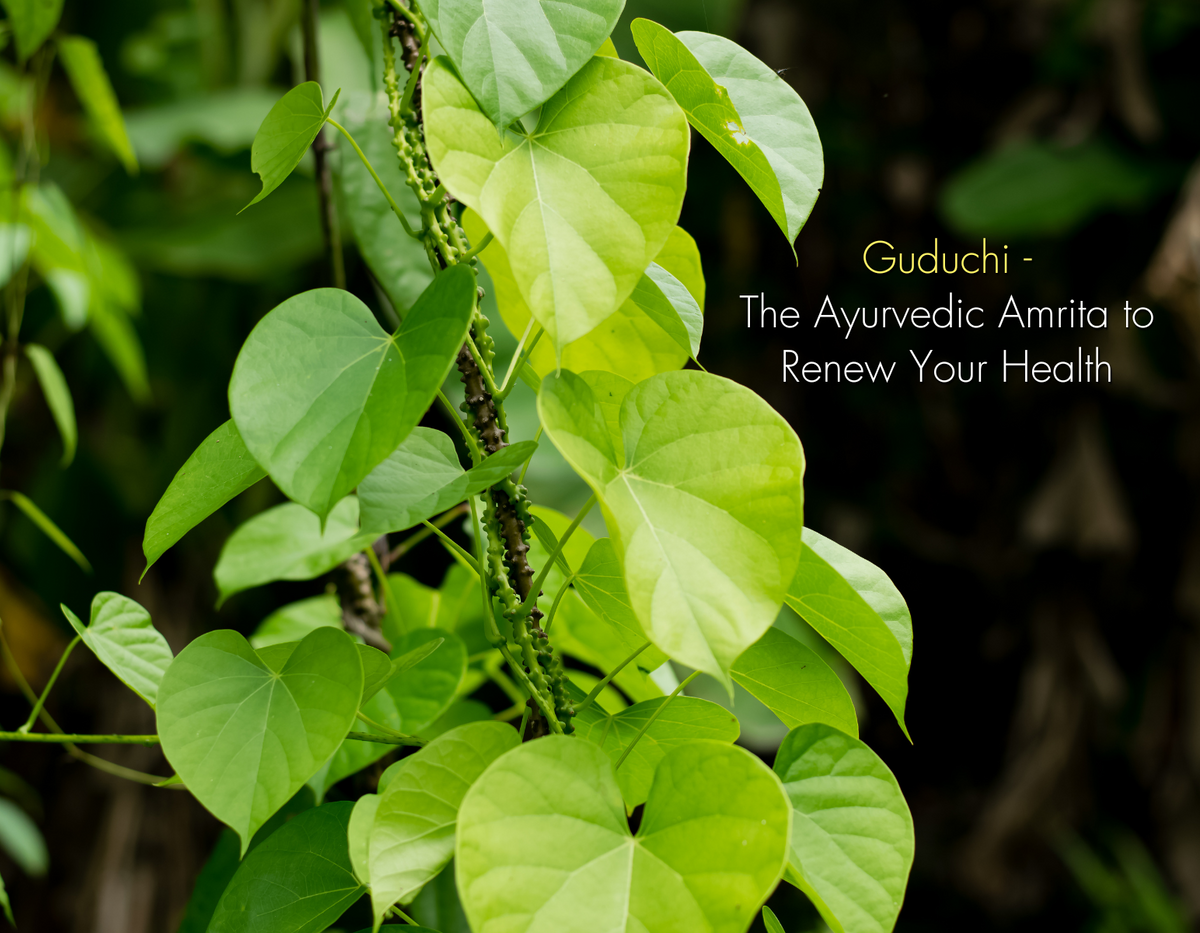  Guduchi: The Ayurvedic Amrita to Renew Your Health