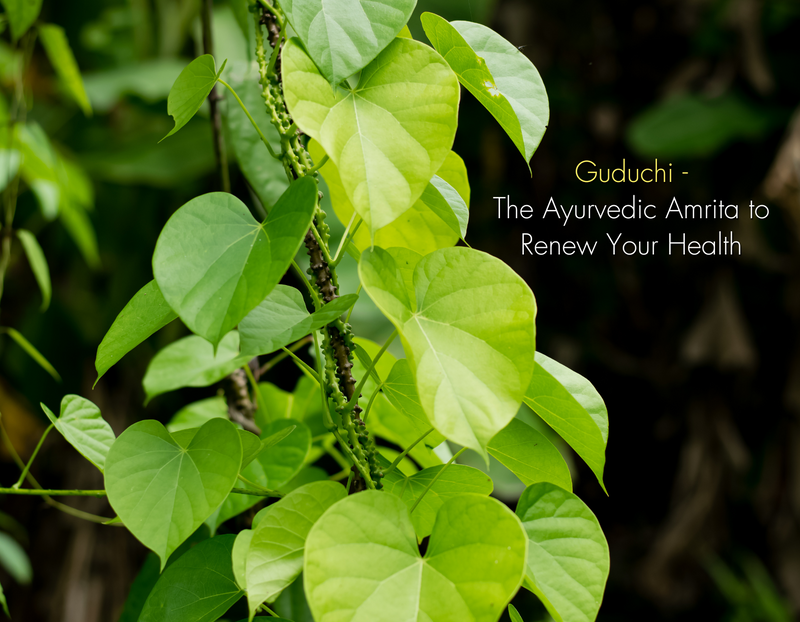  Guduchi: The Ayurvedic Amrita to Renew Your Health