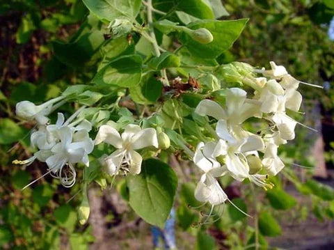 Agnimantha / Clerodendrum Phlomidis