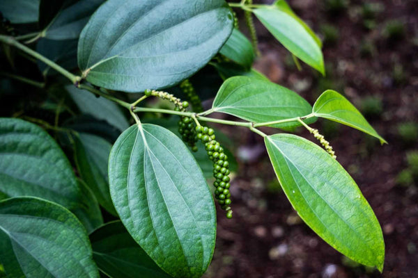 Maricha, Black Pepper (Piper nigrum) Plant