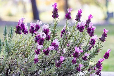 Ustukhuddus / Arabian Or French Lavender (Lavandula Stoechas)