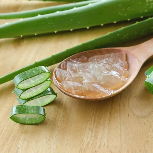 Aloe vera / Ghrit kumari (Aloe Barbadensis)