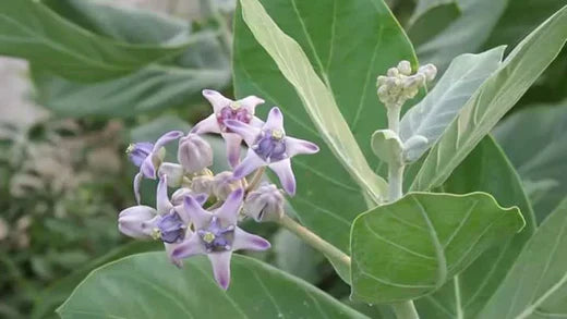 Aak/Madar/Calotropis Gigantea