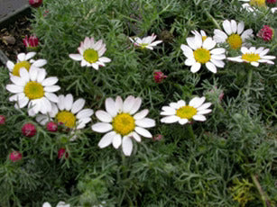 Akarkara, Pellitory (Anacyclus Pyrethrum)