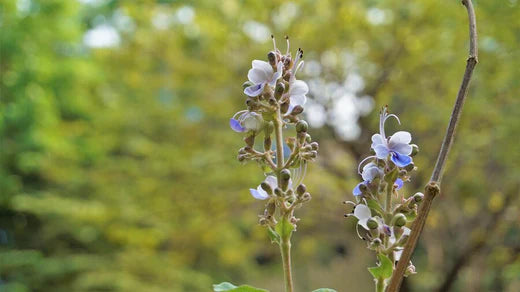 Bharangi (Clerodendrum Serratum)