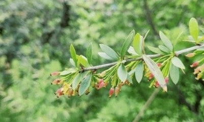 Daruharidra / Indian Barberry / Berberis aristata