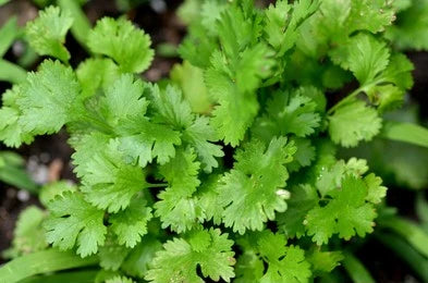 Dhaniya / Coriander / Coriandrum Sativum