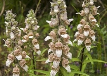 Digitalis Lanata / Grecian Foxglove