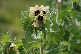 Ajwain Junglee (Seseli indicum)