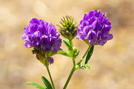 Alfalfa (Medicago sativa)