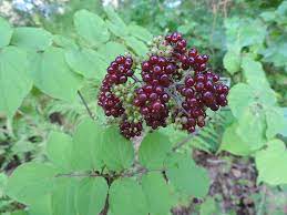 American Spikenard (Aralia racemosa)