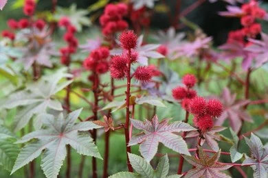 Eranda / Castor / Ricinus communis