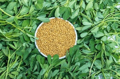 Fenugreek (Trigonella foenum-graecum)