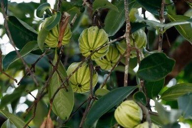 Garcinia Cambogia / Garcinia Gummi-Gutta