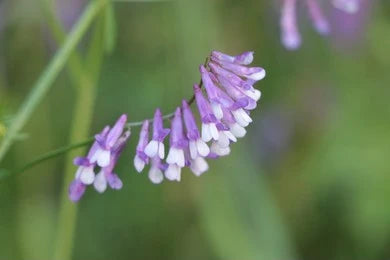 Goat’s Rue / Galega officinalis