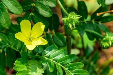 Gokshura / Puncture Vine / Tribulus Terrestris