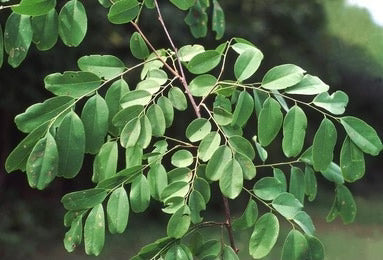 Goraksh / Dalbergia Lanceolaria