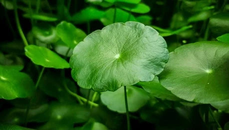 Gotu Kola / Mandukparni / Marshpenny / Centella Asiatica