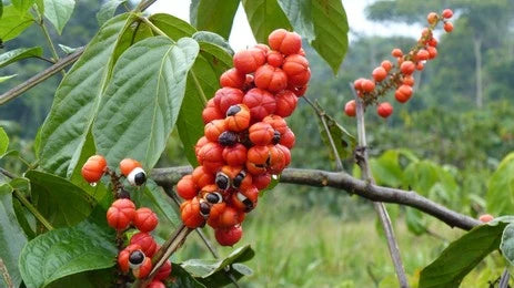 Guarana / Paullinia Cupana