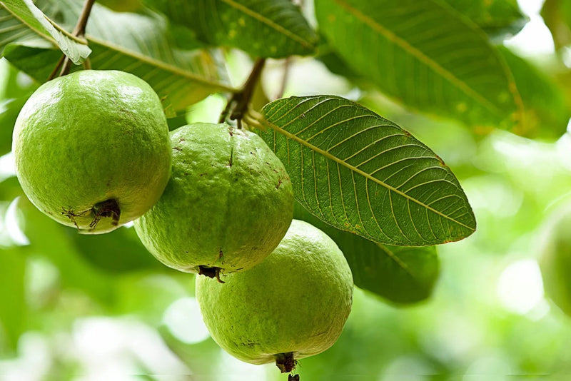 Amrud, Guava (Psidium Guajava)