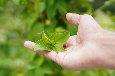 Gurmar / Gymnema Sylvestre