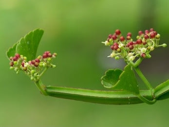 Hadjod / Cissus Quadrangularis