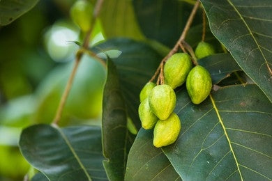 Haritaki / Harad (Terminalia chebula)