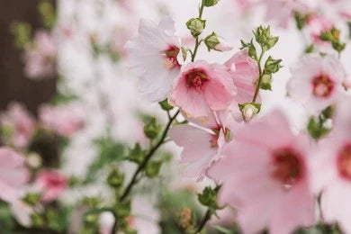 Hollyhock (Alcea rosea)