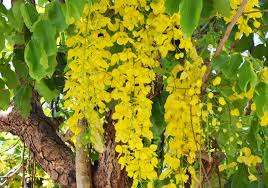 Amaltas also known as Purging Cassia (cassia Fistula)