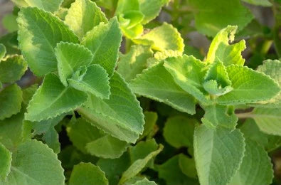 Indian Borage (Plectranthus amboinicus)