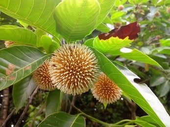 Kadamb / Burflower-tree (Anthocephalus Indicus)