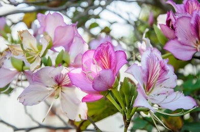 Kachnar (Bauhinia Variegata)