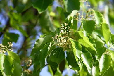 Kapoor / Camphor / Cinnamomum Camphora