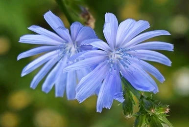 Kasani / Chicory (Cichorium intybus)