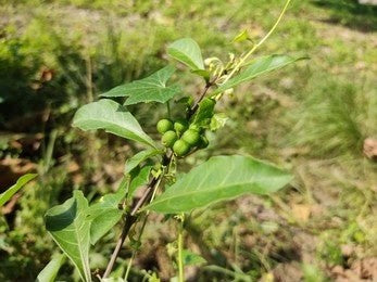 Katak / Clearing Nut (Strychnos Potatorum)